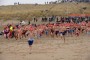 Thumbs/tn_Nieuwjaarsduik Nederzandt 2017 025.jpg